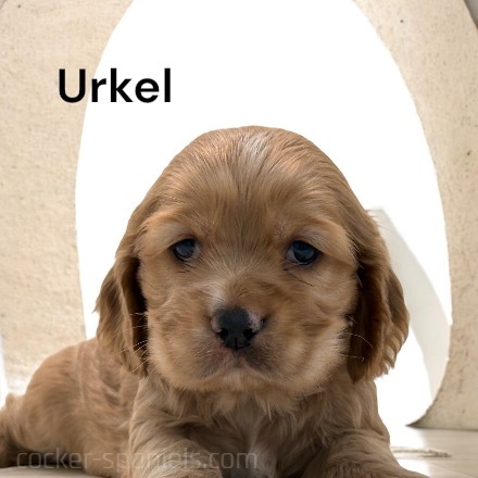 puppy, for, sale, Cocker Spaniel, Joe & Cherri  Overlease, dog, breeder, Miller, MO, dog-breeder, puppy-for-sale, forsale, nearby, find, puppyfind, locator, puppylocator, aca